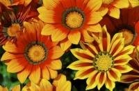 The Gazania is a cheerful looking flower and the vibrant colours look great on a photo mug.