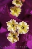 A great plant to adorn a garden is Bougainvillea, which while its flowering provides a diverse splash of colour.