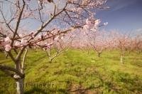 Orchards in spring are magical with many flowering tree varieties and colors.