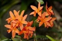 A plant flourishes as it shows off its beautiful orange flowers to the visitors at the Victoria Butterfly Gardens on Vancouver Island in British Columbia, Canada.
