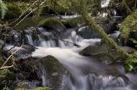 The fresh flowing water of a stream in the Queets River Area in the Olympic National Park of Washington, USA.