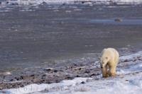Walking along the icy shoreline of the Hudson Bay in Churchill, Manitoba, a Polar Bear is foraging for a meal.