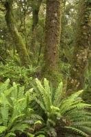 Picture of a typical New Zealand Forest in Fiordland National Park on the South Island