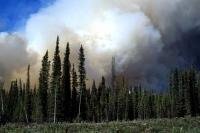 The billowing smoke from a nearby forest fire looms over the trees and landscape in the Yukon Territory of Canada.