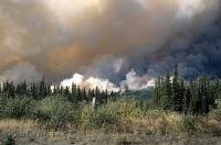 There are an average of 100 forest fires each year in the forests of the Yukon Territory in Canada.