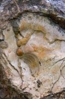 This fossil oyster is on display at the Mangapohue Natural Bridge Scenic Reserve in Waitako on the North Island of New Zealand.