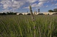 Fragrant lavender fields near the Pont St Benezet on the Rhone River in Avignon, Provence in France, Europe.