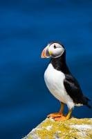 A species of seabird with several nicknames, the Common (Atlantic) Puffin is also known by its scientific name of Fratercula arctica. The Common puffin is found on the Atlantic coasts of Europe, Iceland, and North America such as in Newfoundland.