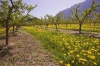 British Columbia is a prime location for fruit growing orchards.