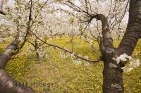 These flowering fruit trees in Ontario, Canada put a beautiful fragrance in air.