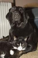 Funny Animal Pics, Black and White Cat sleeping with Black Lab