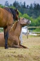 This funny picture was taken of two horses playing together, one named Beau and the other named Spirit. This picture captures perfectly the playful nature of horses and how they can form long-lasting friendships.