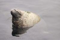 This funny grey seal is one of the most amusing mammals to watch at the L'Oceanografic in Valencia, Spain in Europe.