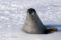 This funny animal, a Harp Seal, looked like a cork stuck in the top of a bottle as she popped through a hole in the ice in the Gulf of St Lawrence.