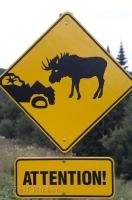 A funny but serious road sign to make motorists aware of Moose roaming the wilderness of Canada, North America.