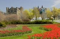 A tulip garden seen during the Ottawa Tulip Festival, an annual spring event in Canada.