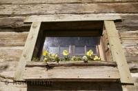 The quaint garden window boxes of the Murray Diceman House located in the Kleinburg Historic Village in Ontario.