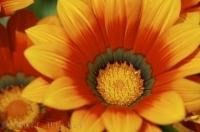 The bright Gazania is an annual flower which will grace the garden between Summer and Fall.