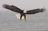 Photo of a giant Eagle, a bald eagle, preparing to land in a snow storm in southern Alaska