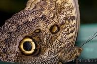Victoria Butterfly Gardens in Victoria, Canada is the ideal place for tourists to get a close look at a Giant Owl Butterfly.