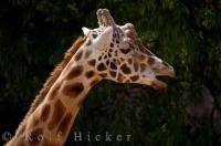 A giraffe at the Auckland Zoo in New Zealand loves to pose for photos.