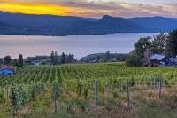As the sun settles to the west, the clouds are lit up and glowing above Okanagan Lake and rows of grapevines in Naramata.