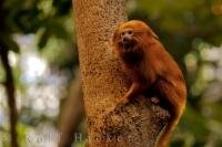 A cute Golden Lion Tamarin clings to a tree in the Tropical Forest at the Biodome de Montreal in Montreal, Quebec in Canada.