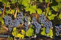 These red grapes grow in huge appetizing clusters at an Okanagan vineyard in BC. These grapevines are growing in the sun along Highway 3, also known as the Crowsnest Highway in the Similkameen River Valley; a popular area for wine production.
