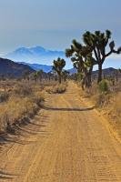 A flat gravel road, flanked by Joshua Trees in Joshua Tree National Park, winds through the terrain of the Mojave Desert towards a mountain range in California, USA.