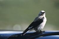 Known for its bold behaviour around humans the Gray Jay bird will not hesitate to raid campsites and cabins for food.