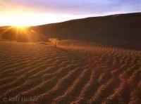 Photo of Sand dunes in Great Sand Hills in the canadian Province Saskatchewan