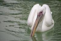 The pure white plumage of the Great White Pelican and bare pink facial patch set it apart from other white pelican species.