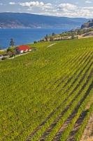 Established in 1895, the Greats Ranch Estate Winery and Vineyard is situated on the banks of the Okanagan Lake and has a long history of agriculture.