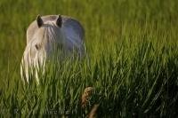 A Camargue Horse, proper name Equus caballus, hides its head down in the grass in the Plaine de la Camargue in the Parc Naturel Regional de Camargue, in the gorgeous Bouches du Rhone region of Provence in France.