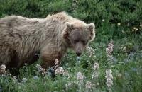 A grizzly bear in Denali National Park in Alaska is sniffing some fresh flowers in spring.