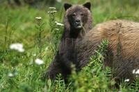 A Grizzly Bear Cub is hiding behind Mom while looking at the photographer