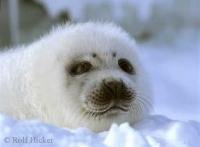 Harp Seal pup off the Labrador Coast in Canada