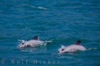 Two amazing sea creatures known as Hectors Dolphins frolic aimlessly in Akaroa Harbour in New Zealand.