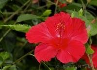 The Hibiscus is a showy flower which is reminiscent of a tropical island in the South Pacific.
