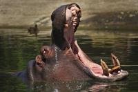 A Hippopotamus opens its mouth wide, and shows off its teeth at the Auckland Zoo in Auckland, on the North Island of New Zealand, a wide open mouth is typical behavior which signals that the animal feels threatened in some way.