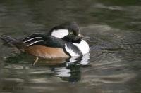 The Hooded Merganser is a diving duck found at the Biodome in Montreal, Quebec, Canada.