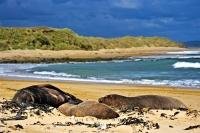 A small group of Hooker's Sea Lions - a male and two females lie on a beach in the Southland region of New Zealand. These sea animals are the most endangered of all sea lions.