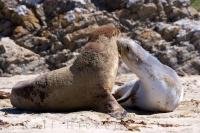 A pair of Hookers Sealions interact on the beach in Molyneux Bay on the South Island of New Zealand.