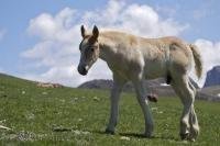 A foal wanders a few steps away from its mother while full grown adults graze in the background at Bonaigua Pass in the Pyrenees in Catalonia, Spain.
