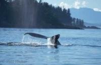 A Humpback Whale Tail in southeastern Alaska