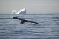 Picture of a Humpback Whale Fluke in front of an iceberg near Newfoundland, Canada.