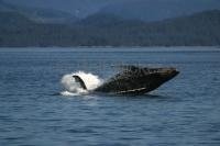 Photo of a breaching Humpback Whale