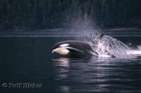A powerful marine mammal, the Killer Whale, hunting near the coastline in Johnstone Strait, Vancouver Island, British Columbia.