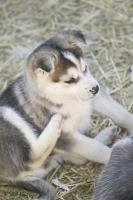 Cute Puppy Pictures, Siberian Husky Pups
