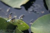 A four winged flying insect at the Algonquin Provincial Park in Ontario, Canada.